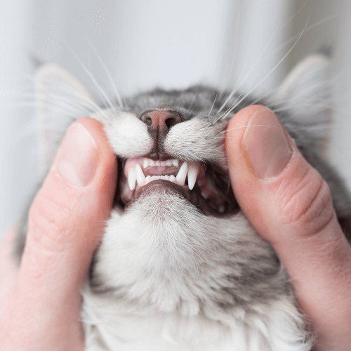 Feline dental checkup