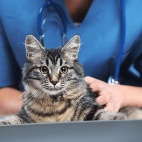 Cat wellness checkup
