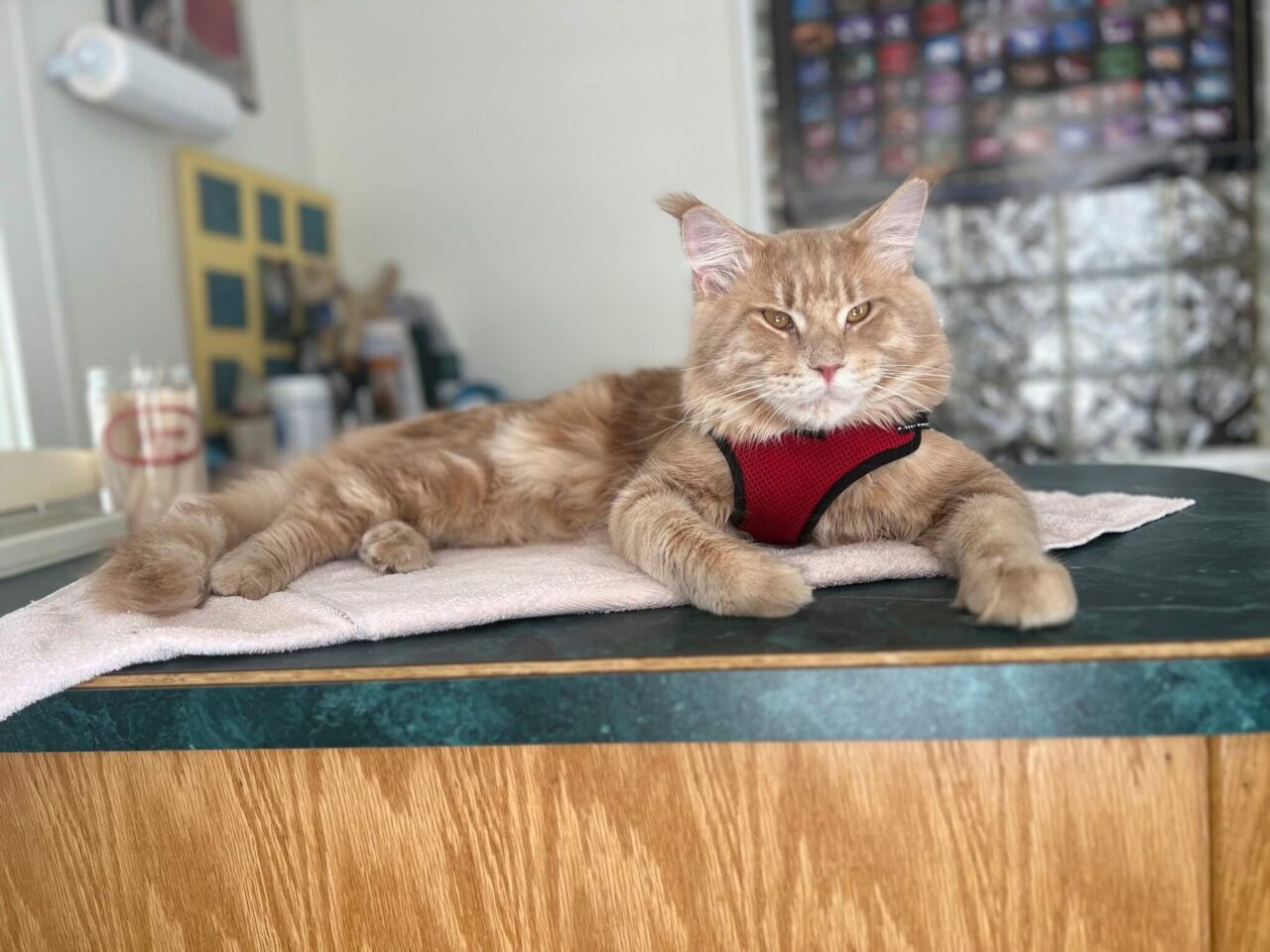 Vet Near Me Scarborough, ME 04074 Cats On Call