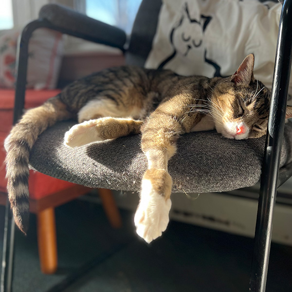 cat sleeping in chair